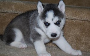 AKC TOP QUALITY SIBERIAN HUSKY MALE PUPPY-ADOPTION