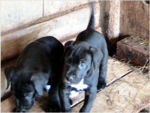 Greatdane puppies