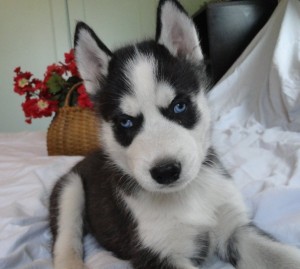 Akc Reg Black/white Siberian Husky Pups For Sale