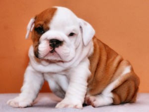 CHRISTMAS!!!LOVELY ENGLISH BULLDOG PUPPIES FOR FREE ADOPTION.