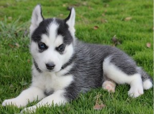 Free Top quality Siberian Husky  puppies ready to go