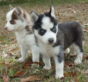 Fantastic Blue Eyes Siberian Husky Puppies For X-mas