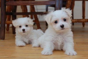 Free Available Male and Female Maltese Puppies for x-mas