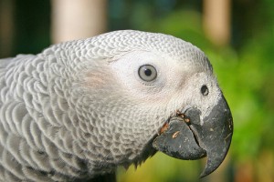 **Love African grey parrots available now for new homes**