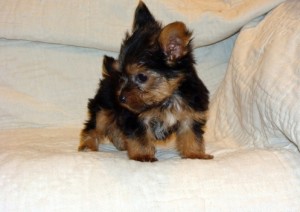 Awesome AKC yorkie  pups For Christmas