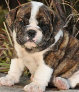 English Bull Dog Puppies Registered