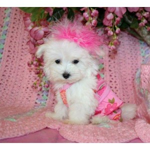 CUTE MALTESE PUPPIES FOR RE-HOMING READY