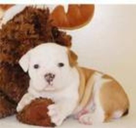 excellent English bulldog puppies