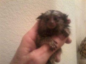 Baby Marmoset Monkeys! Christmas Is Almost Here!