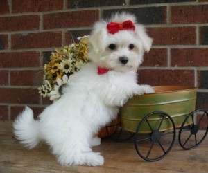 Gorgeous tiny maltese puppies of fluff looking for a new home (text me via (323) 546-871)