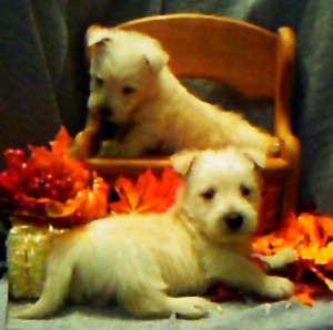 Scottish Terrier Puppies