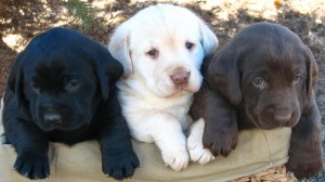 Bandit - Chocolate Lab Male