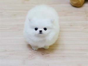 Male and Female Pomeranian Puppies.,,.,.