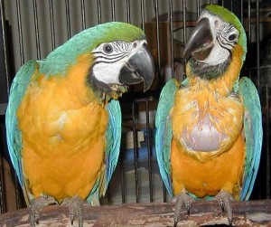 tamed blue and gold macaw for sale