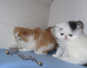 Persian kittens For Adoption Now Ready To Go Home.