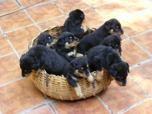 cute and adorable Rottweiler puppies for xmas