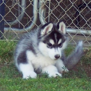 Cute Siberian Husky puppies for Lovely homes.