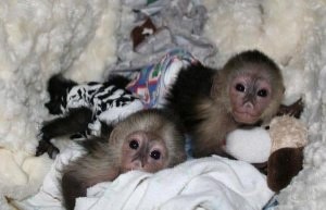 adorable younger capuchin monkeys for rehoming.