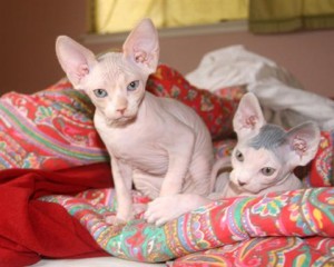 TICA Registered Sphynx Kittens For Adoption