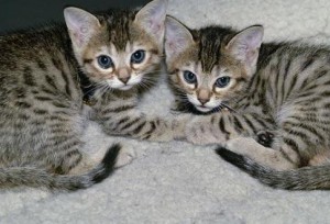 TICA &amp; Akc Reg Bengal kittens