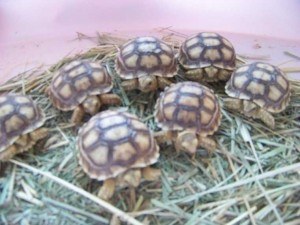 Top quality sulcata tortoise