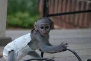   Home Raised Baby Capuchin Monkey For Adoption