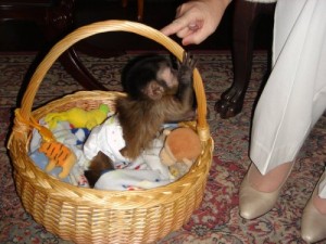 Cute and adorable capuchin monkeys