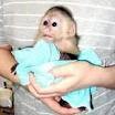 Home raised Capuchin monkeys for free adoption