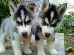 Magnificent Siberian husky puppies