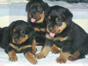 Rottweiller puppies up for adoption now in time of Xmas.