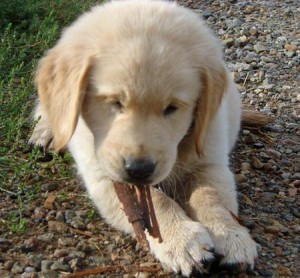 Golden Retriever Puppies for Sale