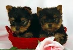 celebrity xmas Supper Cute Male and Female yorkie Puppies Pending New Homes