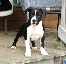 American Staffordshire Terrier Puppies For Adoption