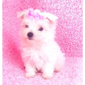 T-CUP MALTESE PUPPIES FOR A LOVING AND CARING HOME
