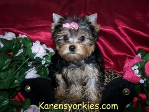 (XMAS)MALE AND FEMALE YORKIE PUPPIES FOR FREE ADOPTION!!!!