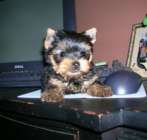 (XMAS)MALE AND FEMALE YORKIE PUPPIES FOR FREE ADOPTION!!!!
