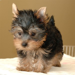 Yorkshire Terrier Puppies For Re Homing