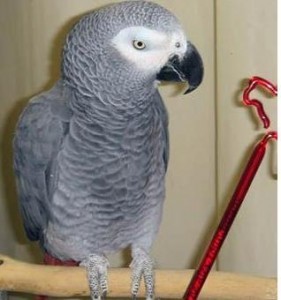 African Grey Parrots for sale