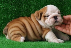 Lovely English Bulldog Puppies for Christmas Holidays .
