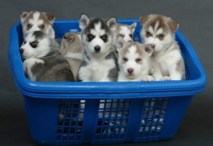 Siberian Husky puppies for Xmass