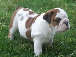 Good looking English Bulldog puppy for Re homing