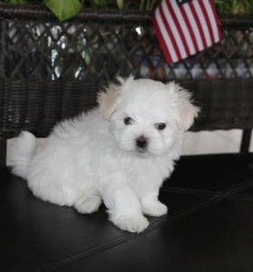 pure white maltese for re-homing