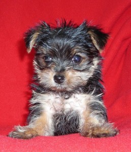 X-Mas Adorable Yorkie puppies ready for adoption