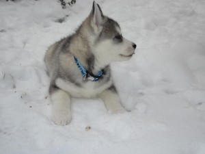 Beautiful Siberian Husky Puppies