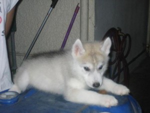 Beautiful Siberian Husky Puppies