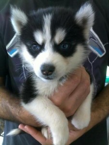 Beautiful Siberian Husky Puppies