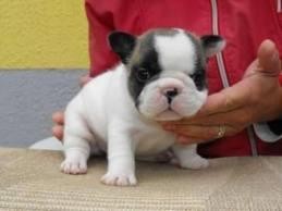 AKC Reg Xmas french Bulldog Puppies For Adoption.