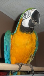 Lovely Pairs Of Talking Parrots For Adoption