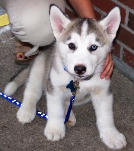 Healthy And fast Learners Siberian Husky Puppies Available And Ready Now For Sale