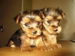 Cute Male and Female Teacup Yorkie puppies.Available ACK REG.